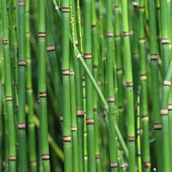 equisetum japonicum